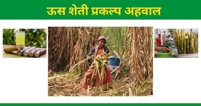 ऊस शेती प्रकल्प अहवाल