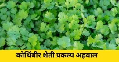 कोथिंबीर शेती