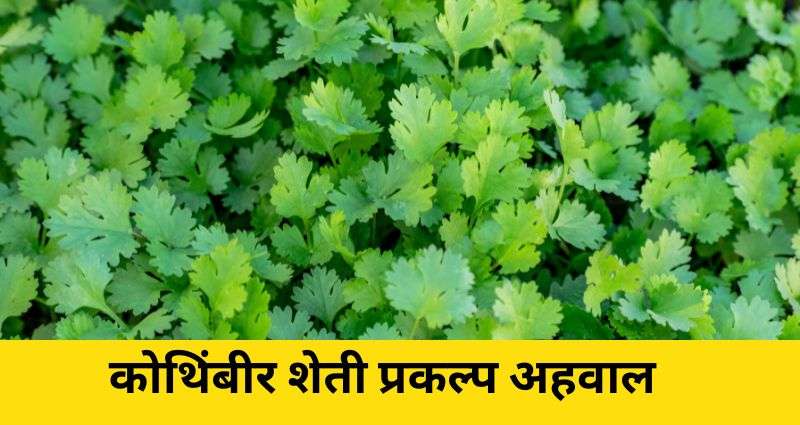 कोथिंबीर शेती