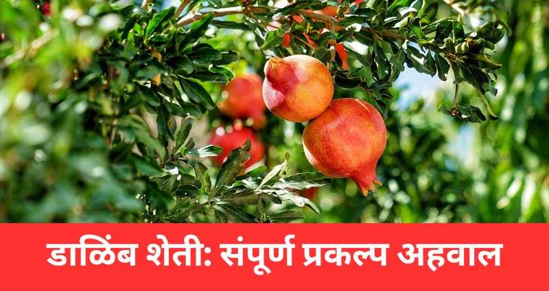 डाळिंब शेती
