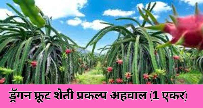 ड्रॅगन फ्रूट शेती