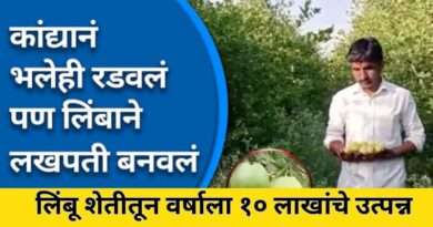 लिंबू शेती