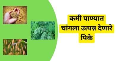 उत्पन्न देणारे पिके