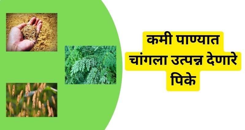उत्पन्न देणारे पिके