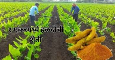 हळदीची शेती