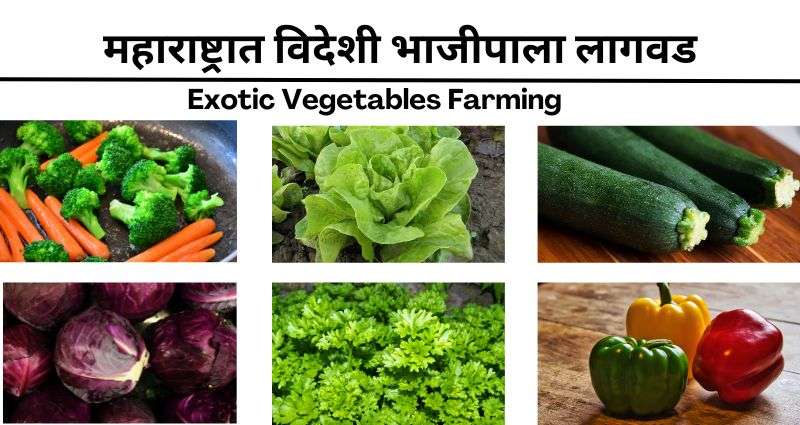 Exotic Vegetables Farming