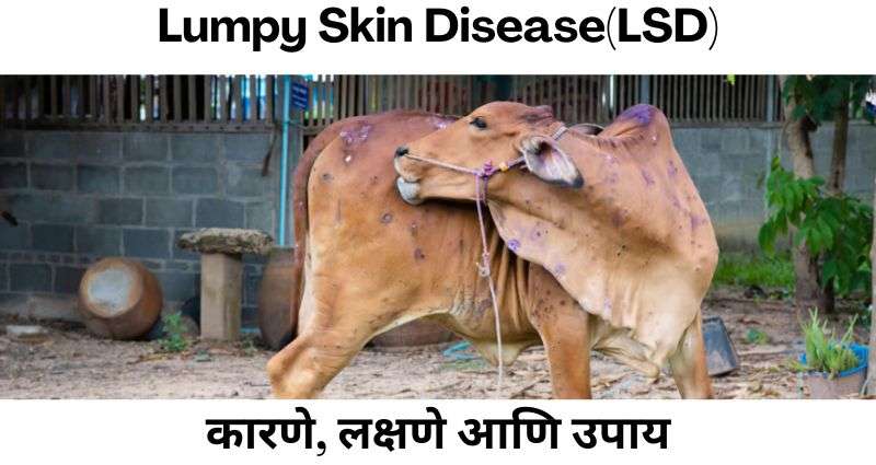 Lumpy Skin Disease