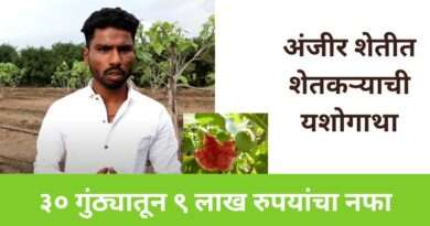 अंजीर शेतकरी