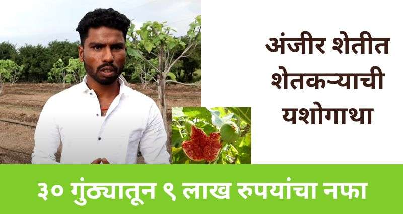 अंजीर शेतकरी