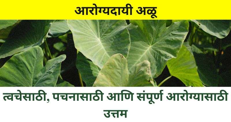 आरोग्यदायी अळू