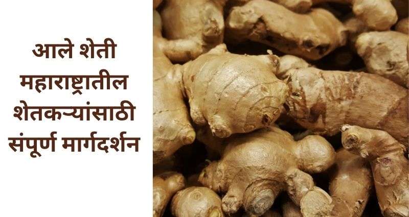 आले शेती
