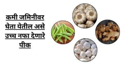 उच्च नफा देणारे पीक