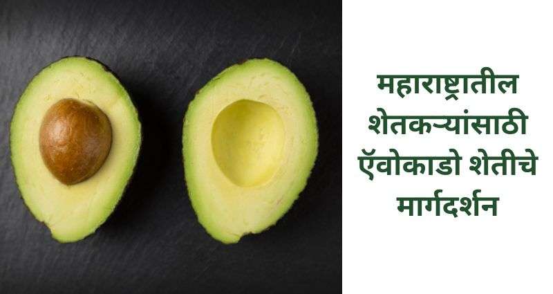 ऍवोकाडो शेती