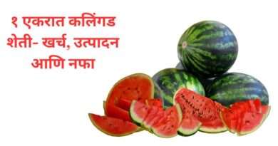 कलिंगड शेती
