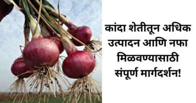 कांदा शेती