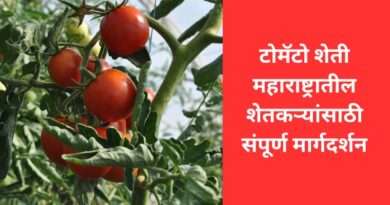 टोमॅटो शेती
