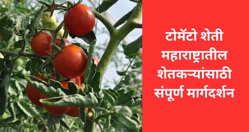 टोमॅटो शेती