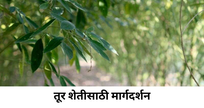 तूर शेती