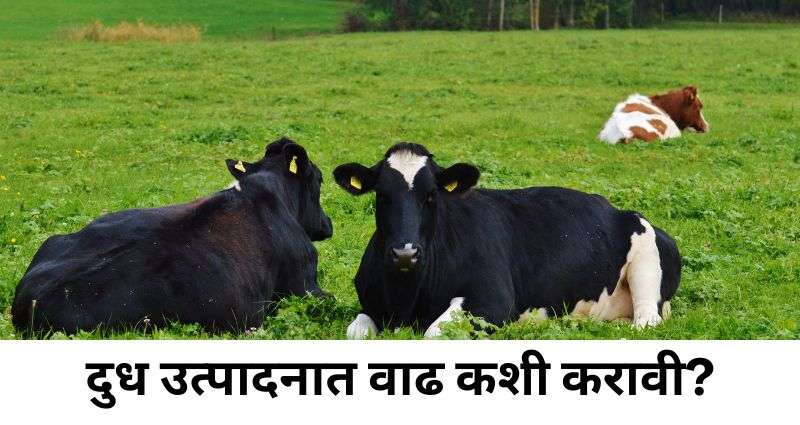 दुध उत्पादन