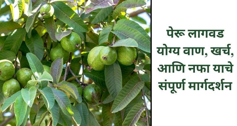पेरू शेती
