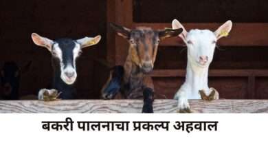 बकरी पालन