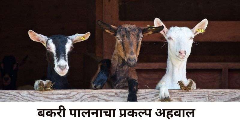 बकरी पालन