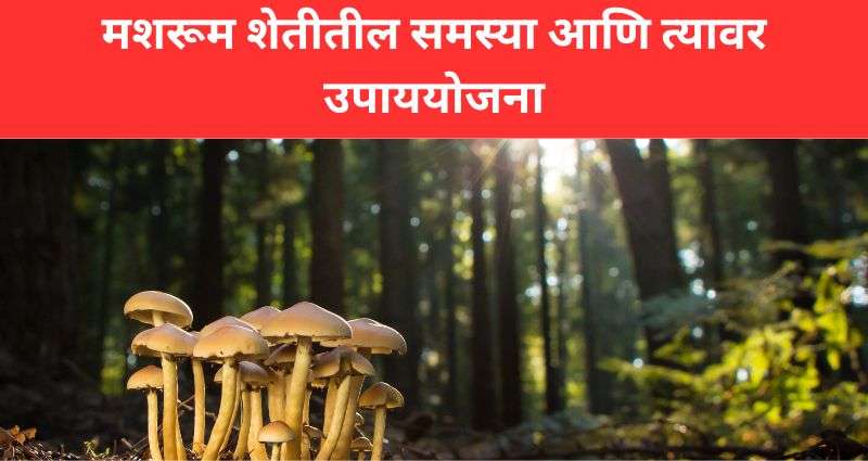 मशरूम शेतीतील समस्या