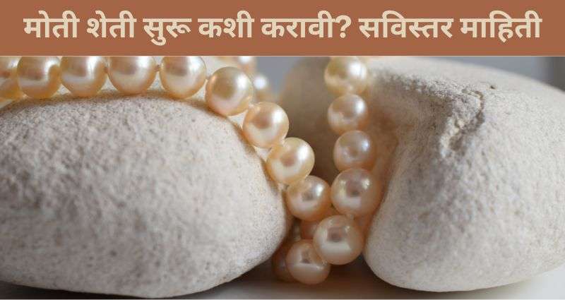 मोती शेती