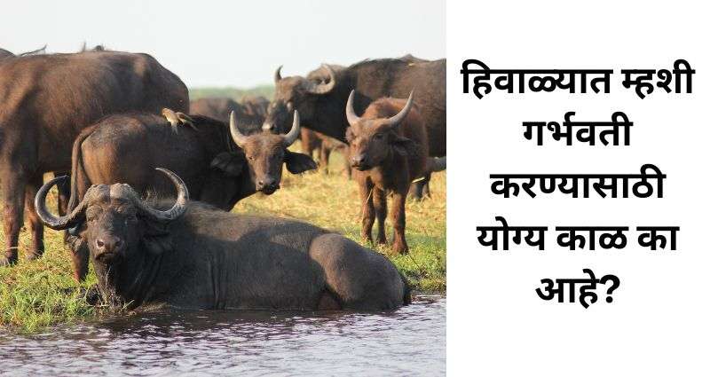म्हशी गर्भवती