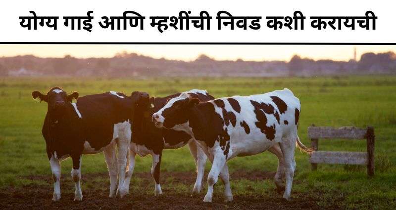 योग्य गाई आणि म्हशींची निवड