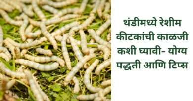 रेशीम कीटकांची काळजी