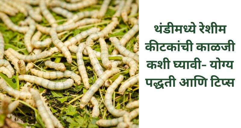 रेशीम कीटकांची काळजी