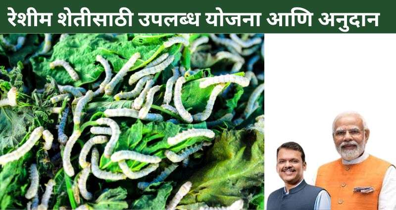 रेशीम शेतीसाठी योजना