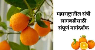 संत्री शेती
