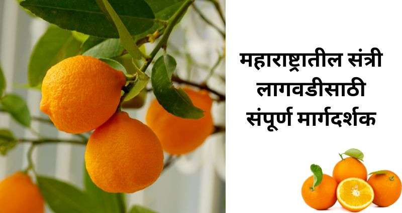 संत्री शेती