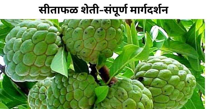 सीताफळ शेती