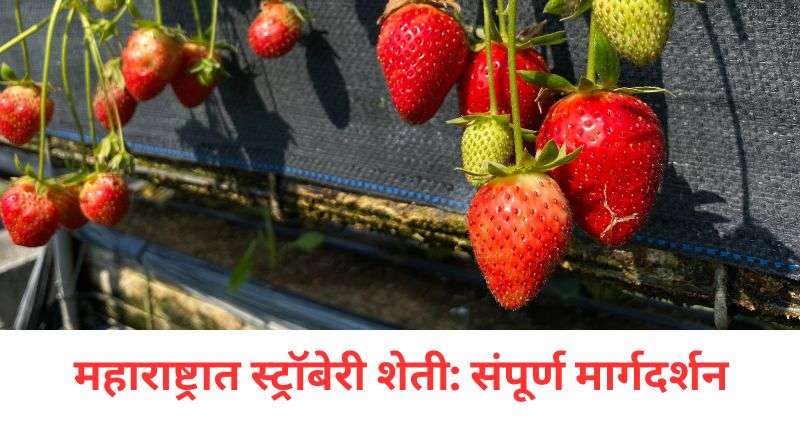 स्ट्रॉबेरी शेती