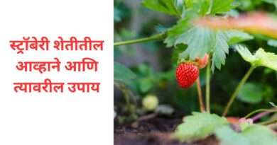 स्ट्रॉबेरी शेतीतील आव्हाने