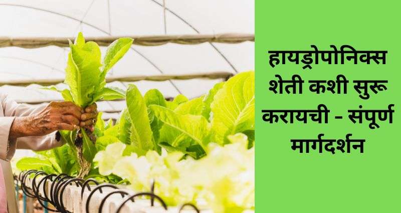 हायड्रोपोनिक्स शेती