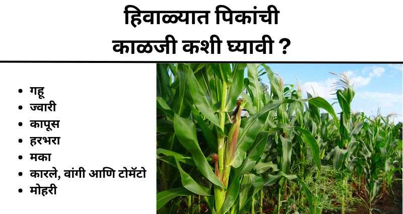 हिवाळ्यात पिकांची काळजी