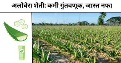 Aloe Vera Farming
