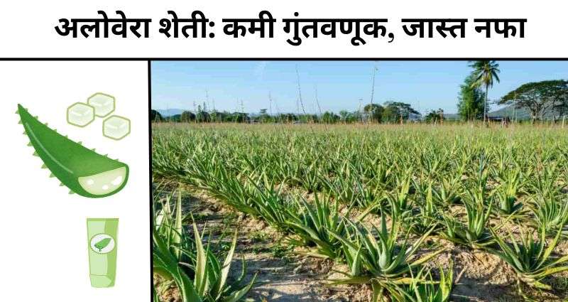 Aloe Vera Farming