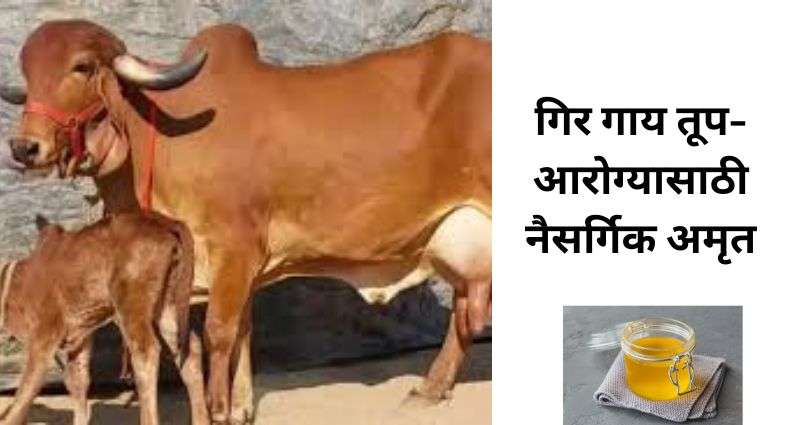 Gir Cow Ghee