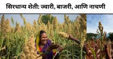 Millet Farming