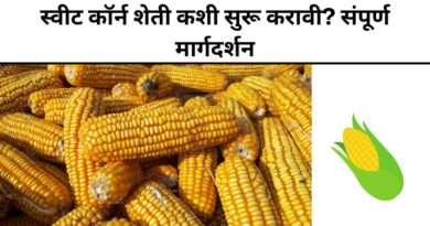 Sweet Corn Farming