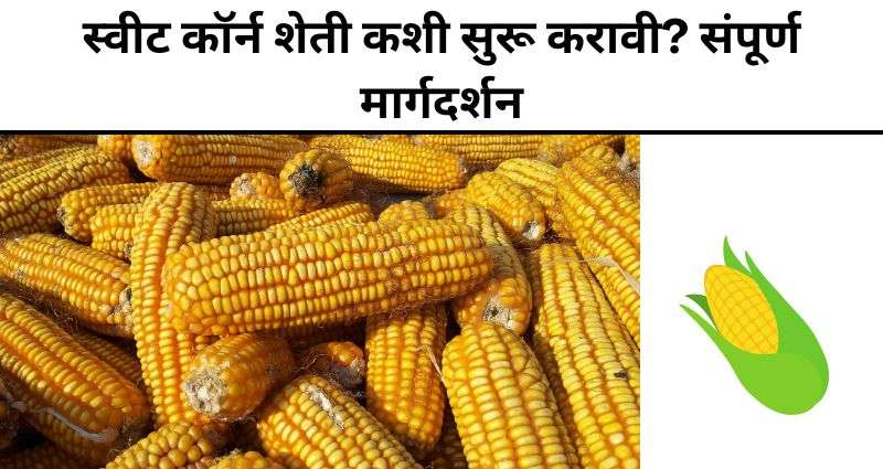 Sweet Corn Farming