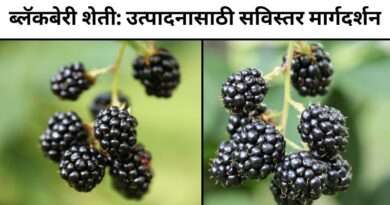 blackberry-farming