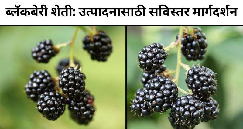 blackberry-farming
