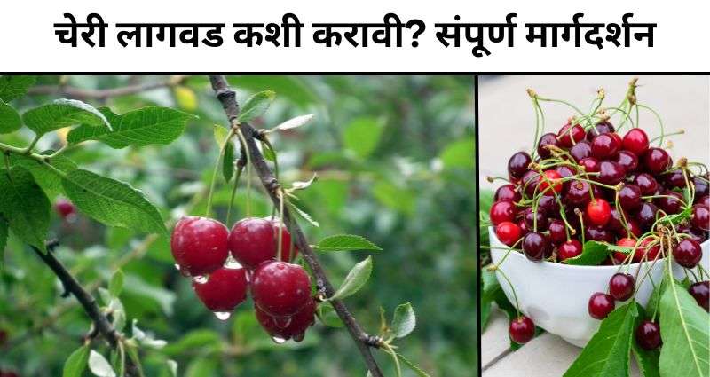 cherry farming