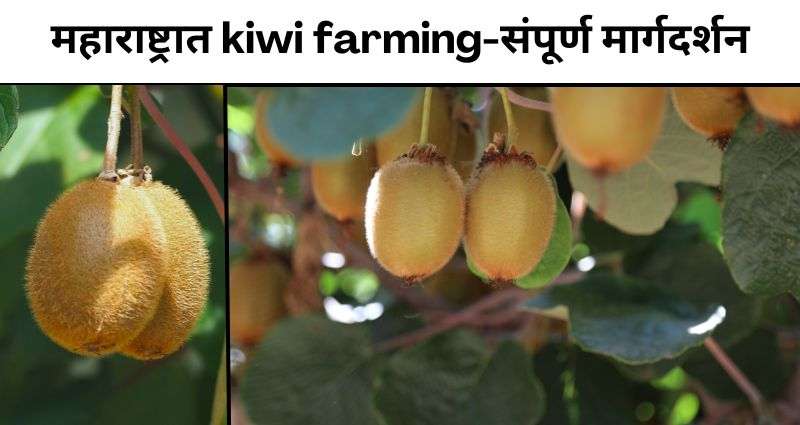 kiwi farming